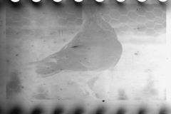 0702_killed negative awaiting caption  and to be defined