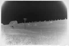 0763_Horses and corn stacks , West Virginia