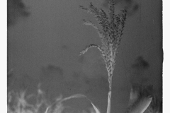 0796_ Corn (Maize ) in flower , Alabama