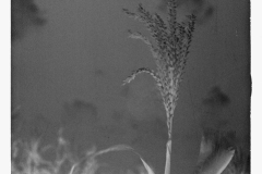0796_ Corn (Maize ) in flower , Alabama