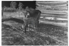 0812_Cow with calf , Hale County , Alabama.