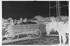 0821_Waggon load of cotton probably Moundville, Alabama