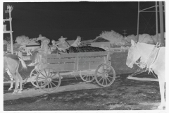 0822_Waggon load of cotton probably Moundville, Alabama