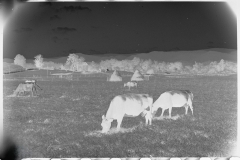 0839_Milking cows , hay stacks , farming scene , Tygart Valley , West Virginia