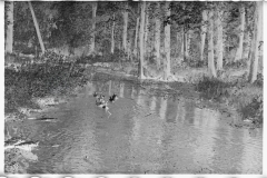 0892_Tranquil river scene , possibly Au  Sable river, Michigan