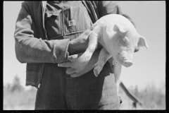 1102_African _American farm worker / farmer with pig