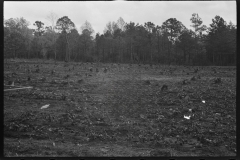 1137_Probably woodland cleared for housing , unknown location