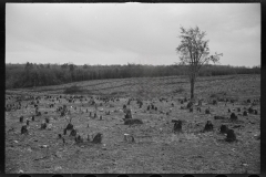 1139_ Probably woodland clearance for housing , location  unknown