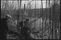 1151_ Riverside tree management ,possibly New Hampshire