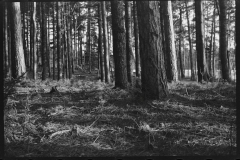 1156_ Unknown forest  , useful  timber ,  unknown location.