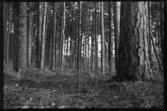 1157_Unknown forest  , useful  timber ,  unknown location.