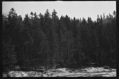 1162_Coniferous  forest , unknown location .