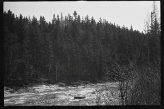 1163_Coniferous  forest , unknown location .