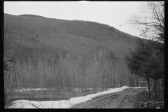 1164_Extensive  Coniferous  forest , unknown location .