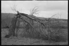 1210_Broken tree , location unknown