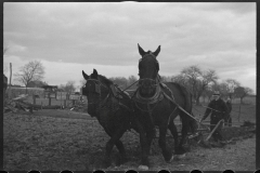 1219_Traditional two horse ploughing , location unknown