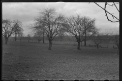 1229_ Possibly fruit trees on harrowed land , unknown location