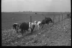 1255_Unknown cattle in unknown location