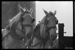 1264_Grey horses harnessed, probably , Tomkins County , New York