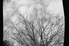 1353_Possible' loading shot' with tree branches and  sky ,