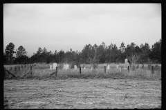 1389_ Isolated cemetery , possibly near Hoffman , North Carolina