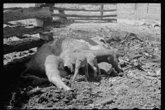 1412_Sow suckling piglets , location unknown