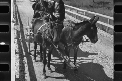 1418_Couple  with small boy and passenger driving a mule wagon