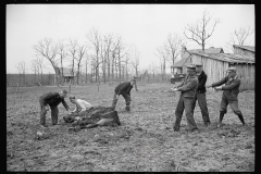 1432_Possibly men dragging dead horse or mule, unknown location