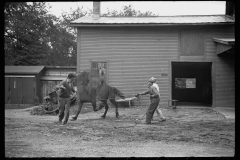 1492_Possibly 'breaking' a horse, unknown premises and location