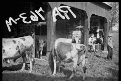 1502_Spoiled negative ,possibly cattle at County Fair Albany , Vermont