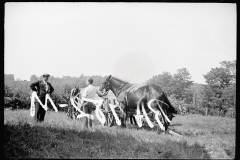 1510_Spoiled negative, two horses with carriage,