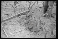 01542_Harrow between the corn ,  Irwinville farms , Georgia