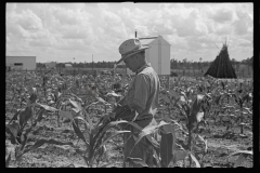 01556_Farmer checking out a field of corn , probably Irwinville farms.