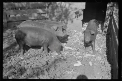 01573_Four weaner pigs in sty, location unknown probably Kansas