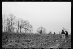 01577_Possibly planting Black Locust , Natchez Project  , Tennessee