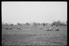 01595_Sheep grazing , unknown farm or location , possibly  Tennessee