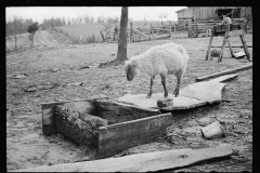 1611_A sheep exploring a pig trough,