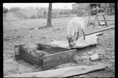 1612_A sheep exploring a pig trough,