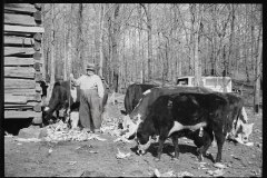 1627_Cattle feeding in settlers woodyard ,Tennessee