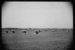 1632_Vignetted image of large field  of hay stoops , Tennessee