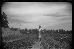 1635_Rehabilitation client picking peas  Batesville, Arkansas