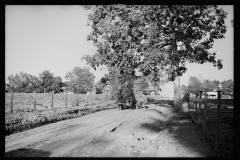 1712_Horse drawn wagon possibly sorghum harvest