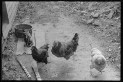 1744_Chickens with cat, Old Rag , Shenandoah ,National Park , Virginia