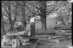 1806_Loading truck with  felled timber ,  location unknown