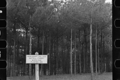 1815_White Pine , Battell Research Forest , Middlebury , Vermont