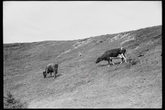 1824_Cows grazing open ground unknown farm or location