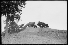 1825_Cattle grazing open ground unknown farm or location