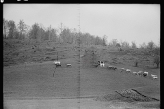 1826_Cattle grazing fenced ground unknown farm or location