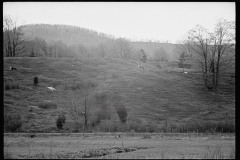 1842_ a few cattle grazing on open sloping ground, location unknown