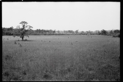 1849_open land with possible dwelling in the distance , Maryland